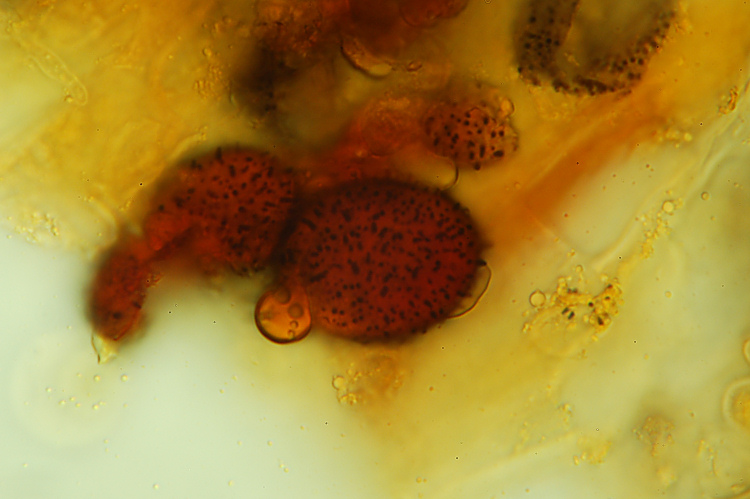 Aleurodiscus amorphus (Fr.)Schroeter